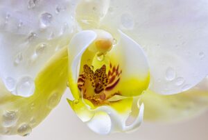 orchid flower image 