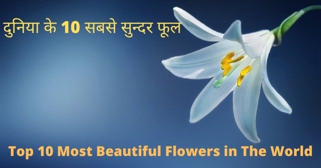 Top 10 Most Beautiful Flowers in The World