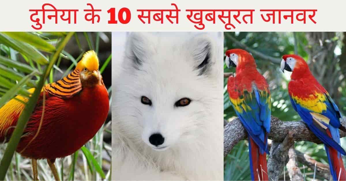 दुनिया के 10 सबसे खुबसूरत जानवर | Top 10 Most Beautiful Animals in the World  2022 - Top10 की दुनिया