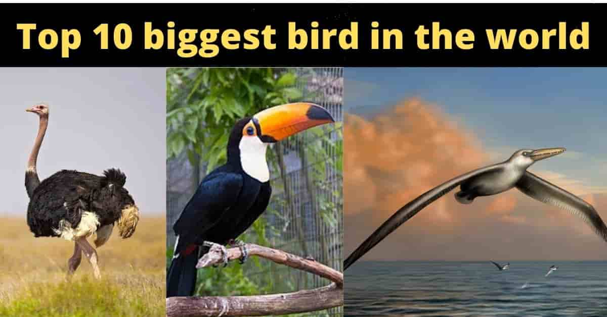 Top 10 Biggest Birds In The World