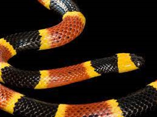 स्नेक Coral Snake