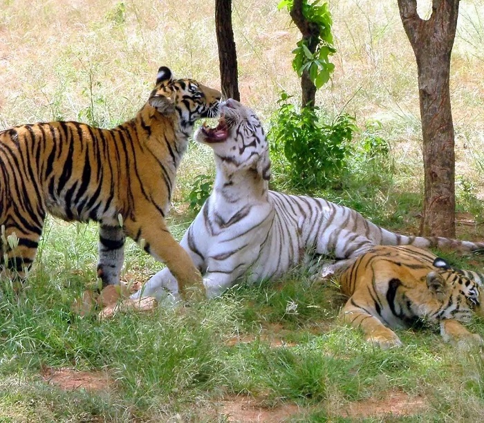 Van Vihar National Park