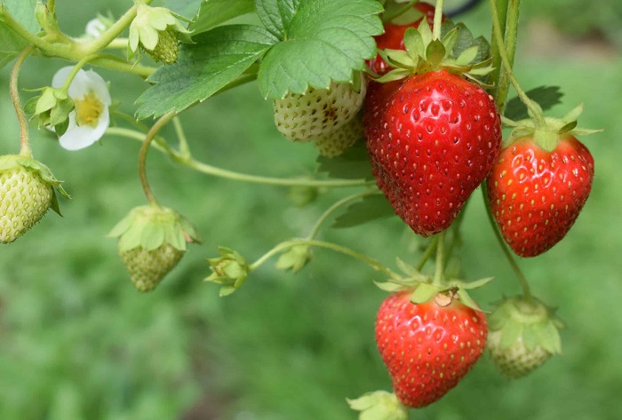 Bananas Are Berries But Strawberries Arent