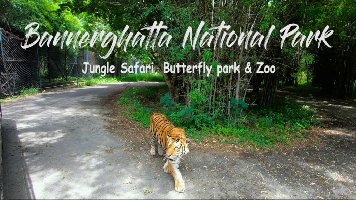 Bannerghatta National Park Small