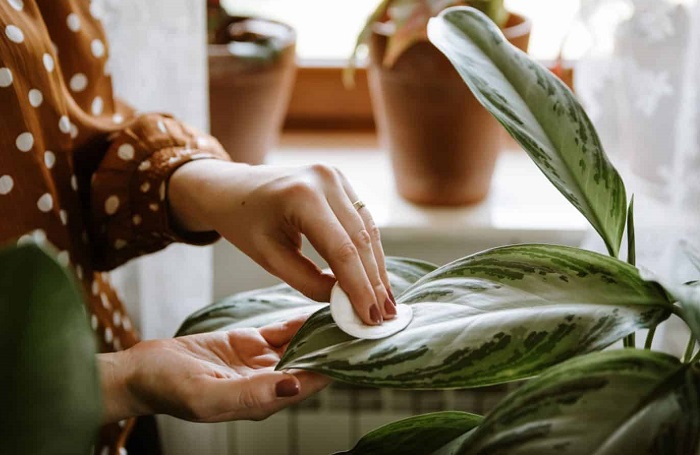 Chinese Evergreen Aglaonema
