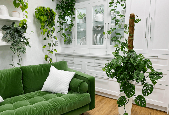 Monstera Deliciosa Swiss Cheese Plant