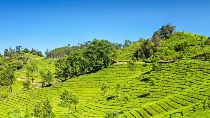 Munnar Small
