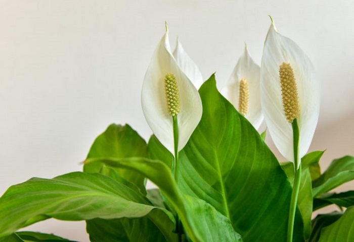 Peace Lily Spathiphyllum