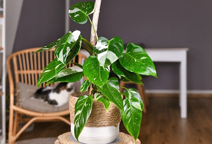 Philodendron