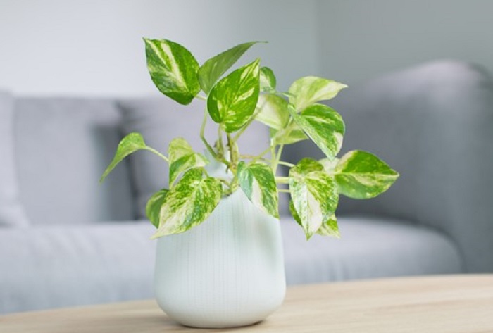 Pothos Epipremnum aureum