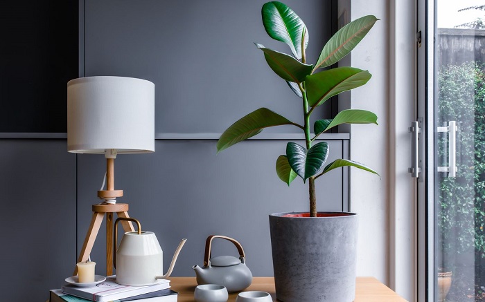 Rubber Plant Ficus elastica