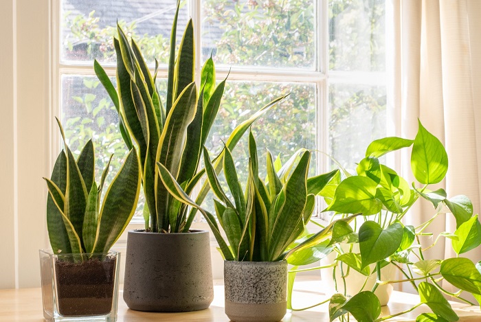 Snake Plant Sansevieria