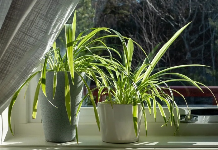 Spider Plant Chlorophytum comosum