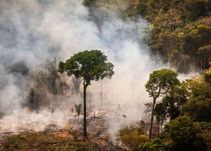 The Amazon Rainforest Produces 20 of the Earths