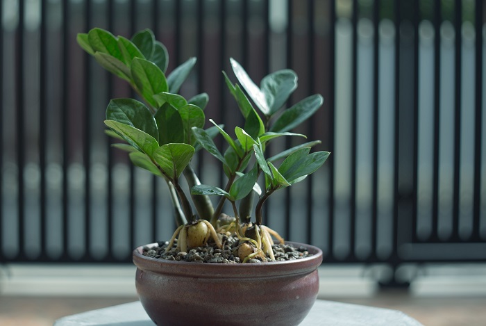 ZZ Plant Zamioculcas zamiifolia