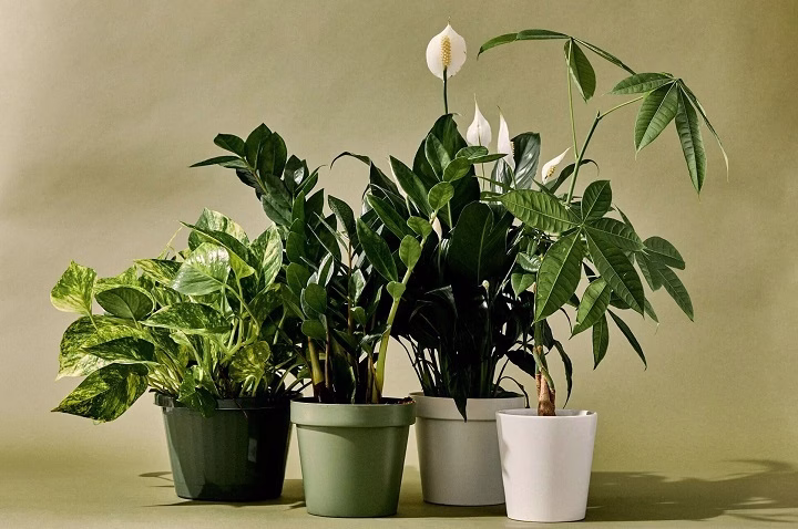 Top 10 Indoor Plants top 10 indoor plants