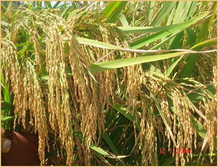 1. KRH 2 – Most Suitable Hybrid