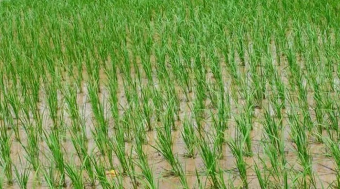 9. PA 6201 – Top High Yielding Hybrid