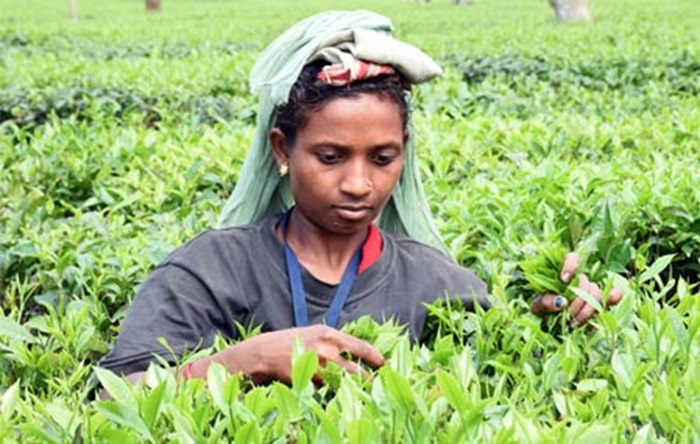 Dikom Tea Estate – Fine Blend of History and Taste