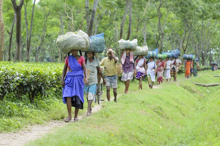 Kalaigaon Tea Garden workers scaled 1
