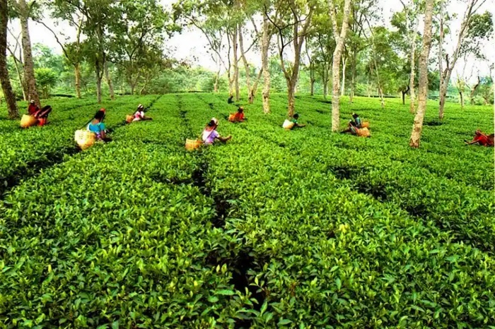hattigorh tea estate 2